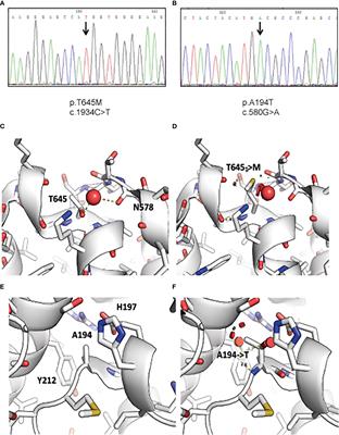 RIPK1 mutations causing infantile-onset IBD with inflammatory and fistulizing features